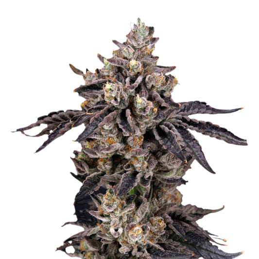 Nine Weeks Harvest – BENS & CHERRY FEMINISIERT
