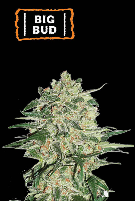 BIG BUD AUTOFLOWER