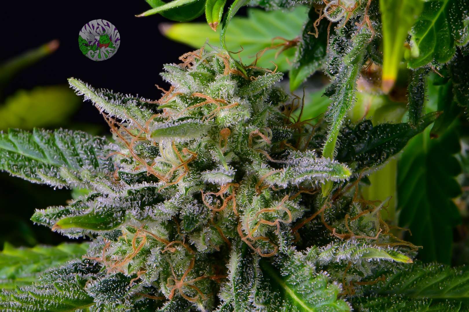 Blue Dream'matic Autoflower – kräftige Sativa-Struktur