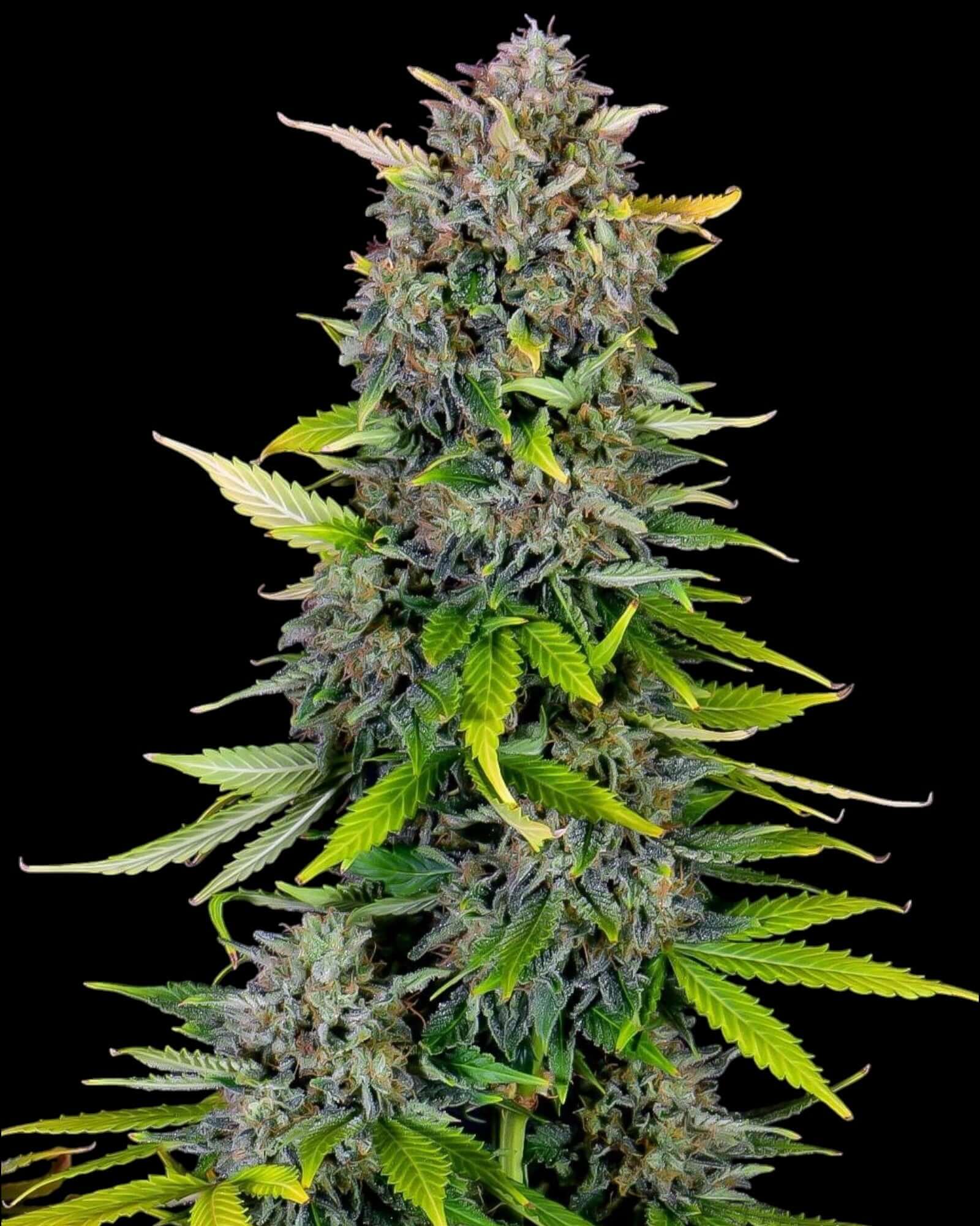 Blue Dream'matic Auto von FastBuds – Sativa-dominante Autoflower