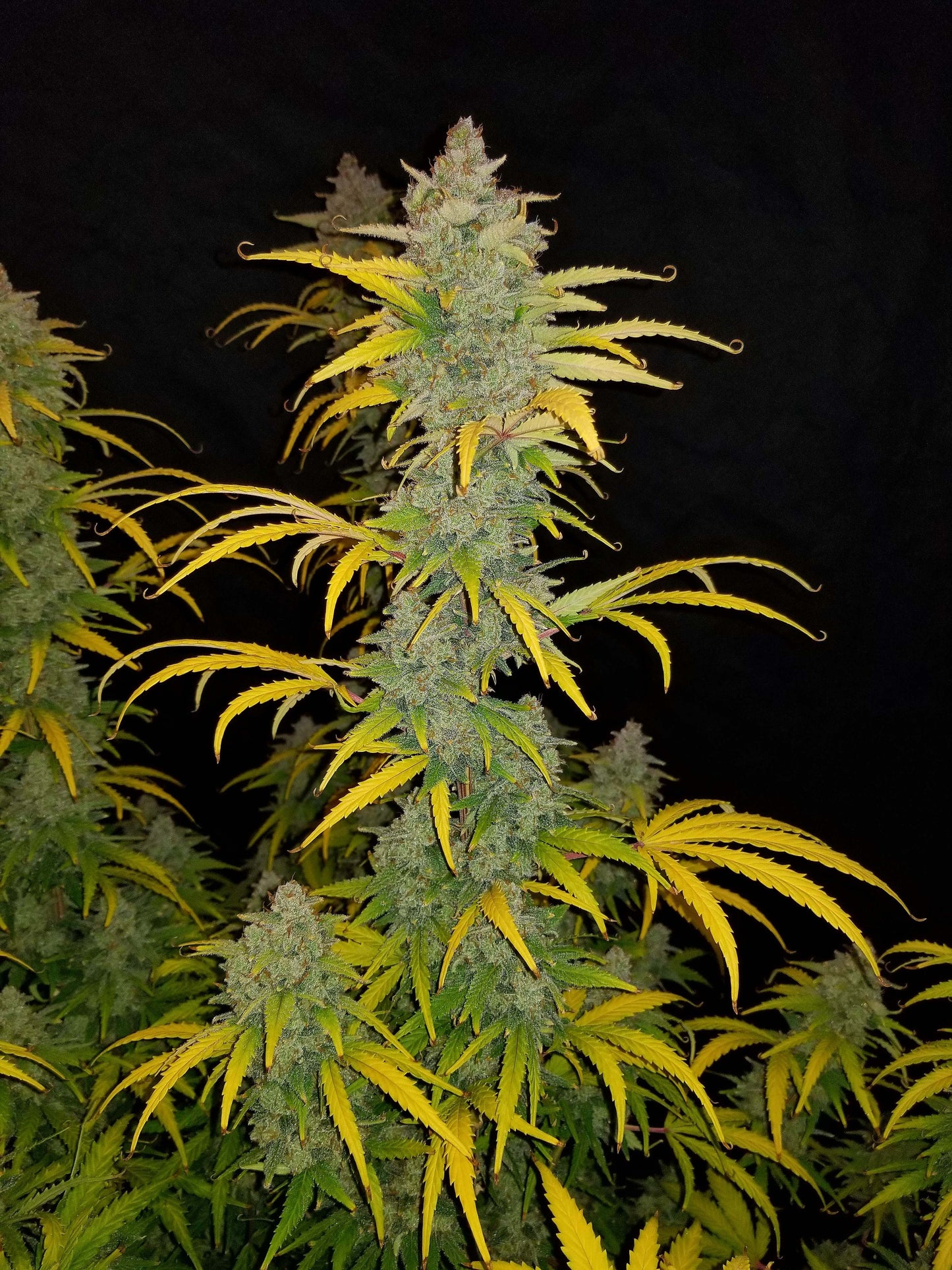 Blue Dream'matic Auto – Westcoast-Sativa von FastBuds