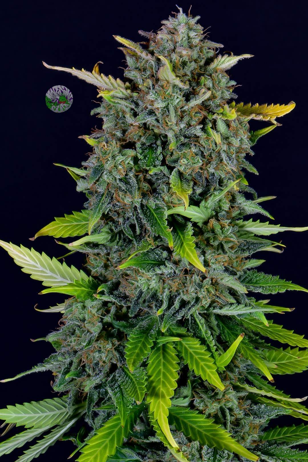 FastBuds Blue Dream'matic mit fruchtigem Beerenaroma