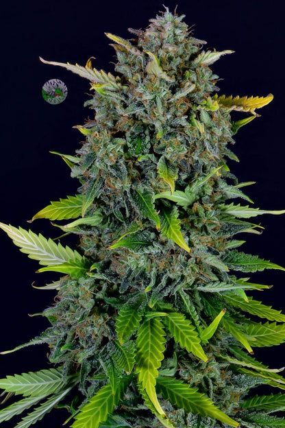 FastBuds Blue Dream'matic mit fruchtigem Beerenaroma