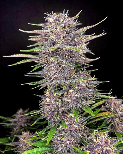 Banana Purple Punch Auto feminisierte Samen von FastBuds
