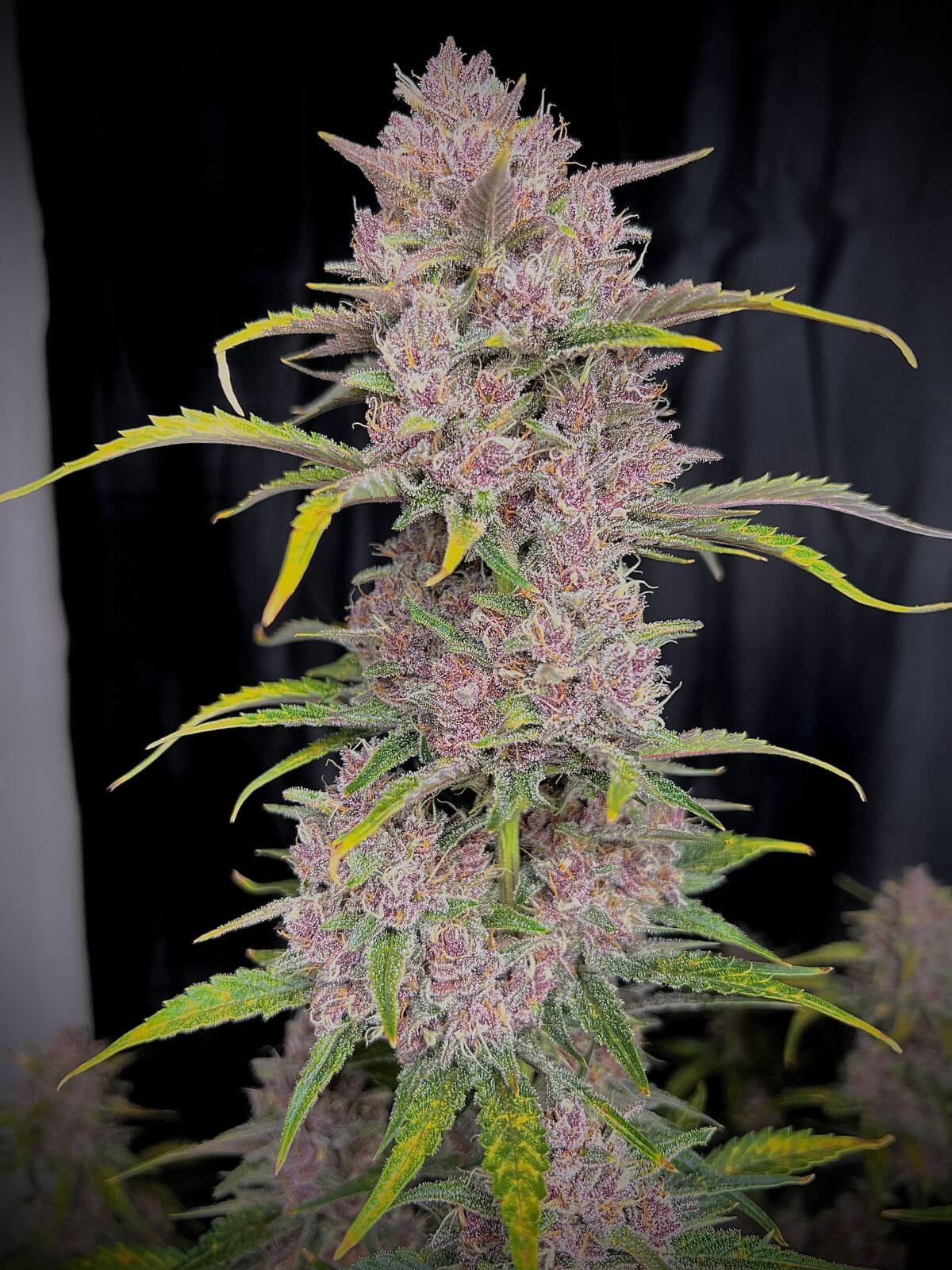 FastBuds Banana Purple Punch Auto Strain mit tropischem Aroma