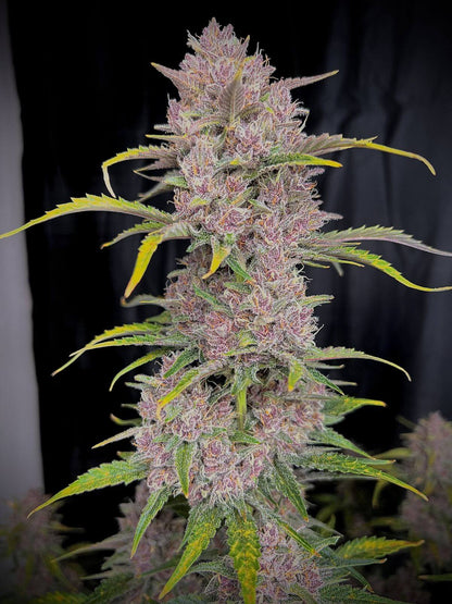 FastBuds Banana Purple Punch Auto Strain mit tropischem Aroma