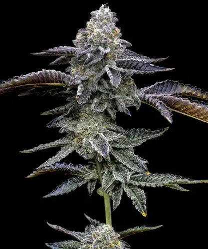 Barney’s Farm Blue Dream Samen Nahaufnahme