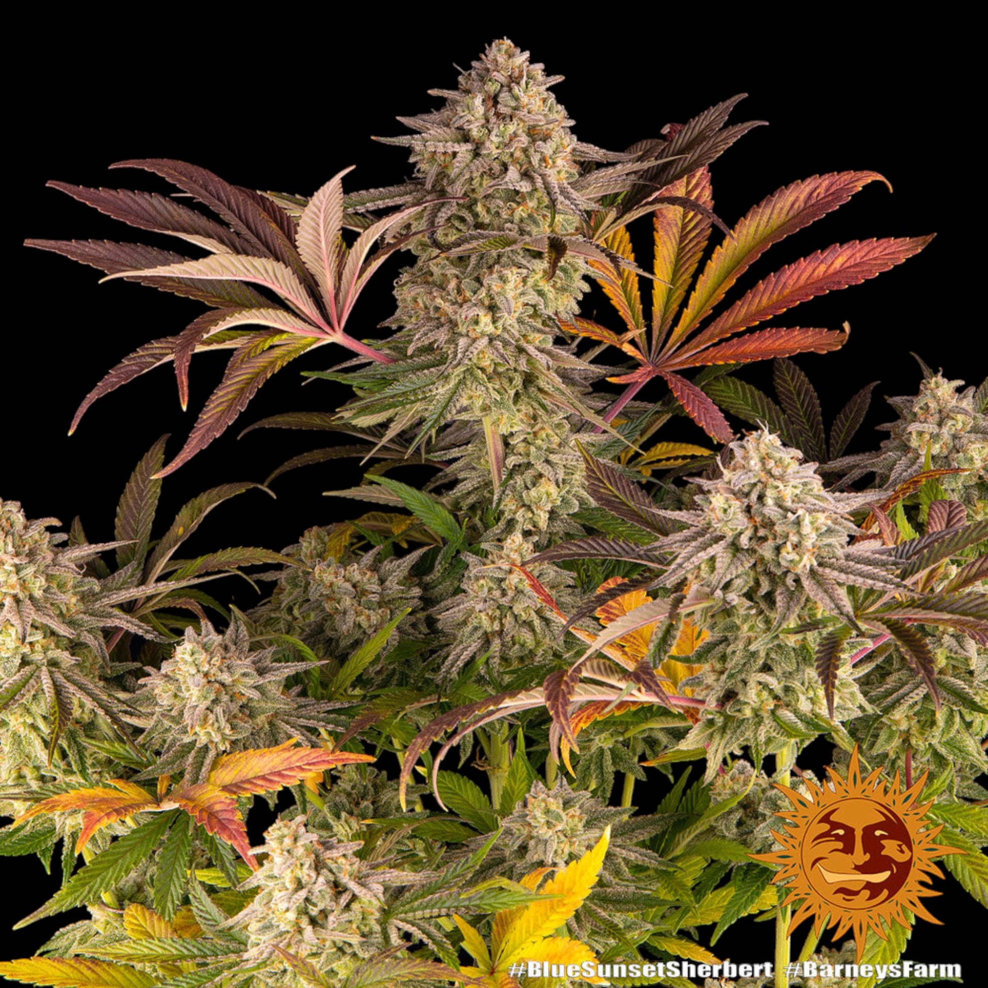 Barney’s Farm Blue Sunset Sherbet feminisierte Cannabissamen im Detail