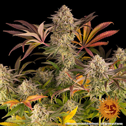Barney’s Farm Blue Sunset Sherbet feminisierte Cannabissamen im Detail