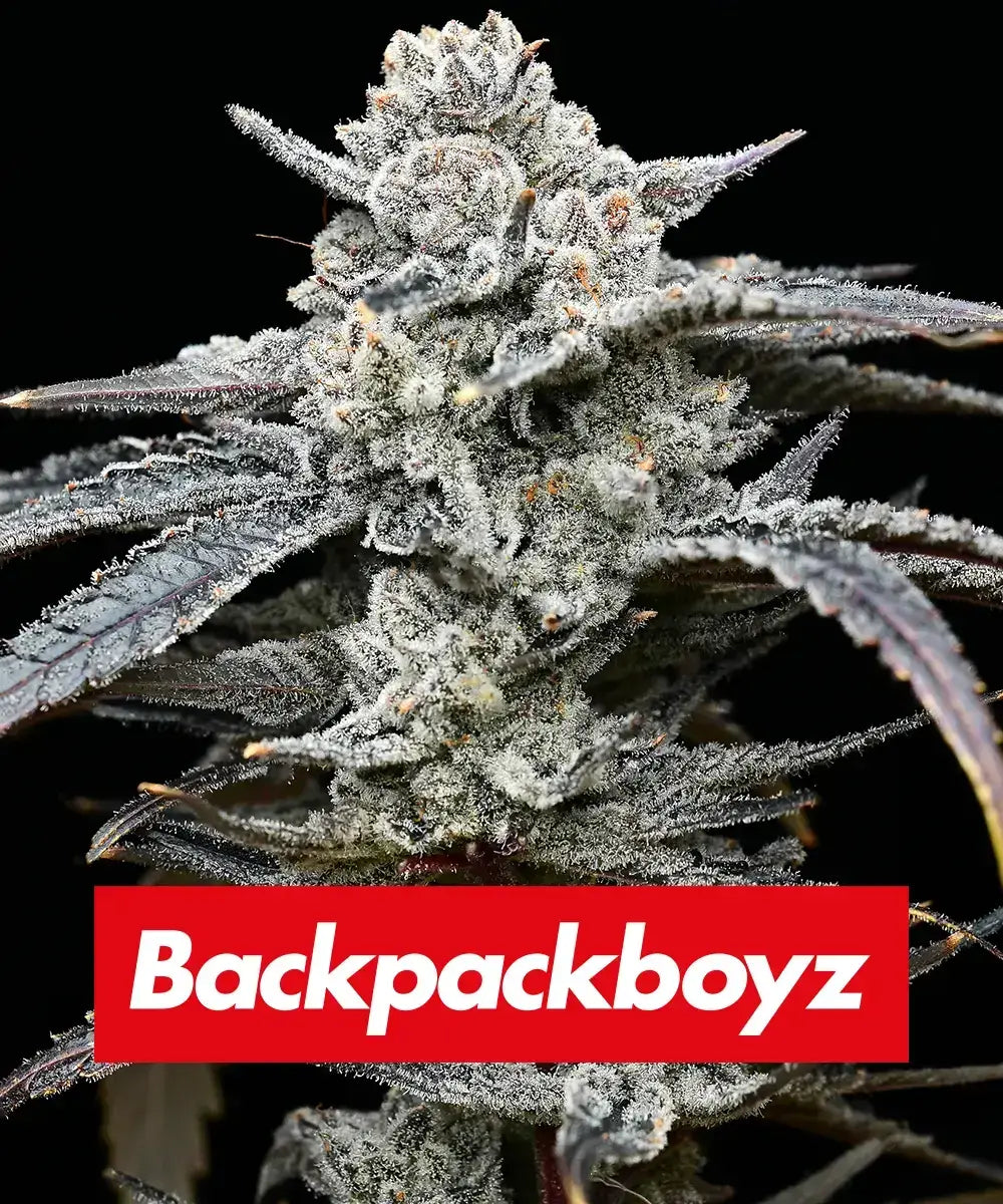 Barney’s Farm Lemon Cherry Gelato Samen Nahaufnahme