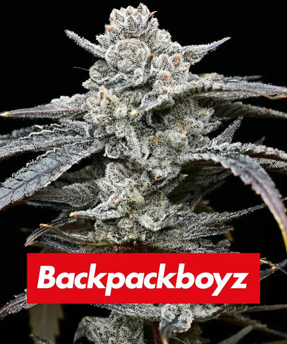 Barney’s Farm Lemon Cherry Gelato Samen Nahaufnahme