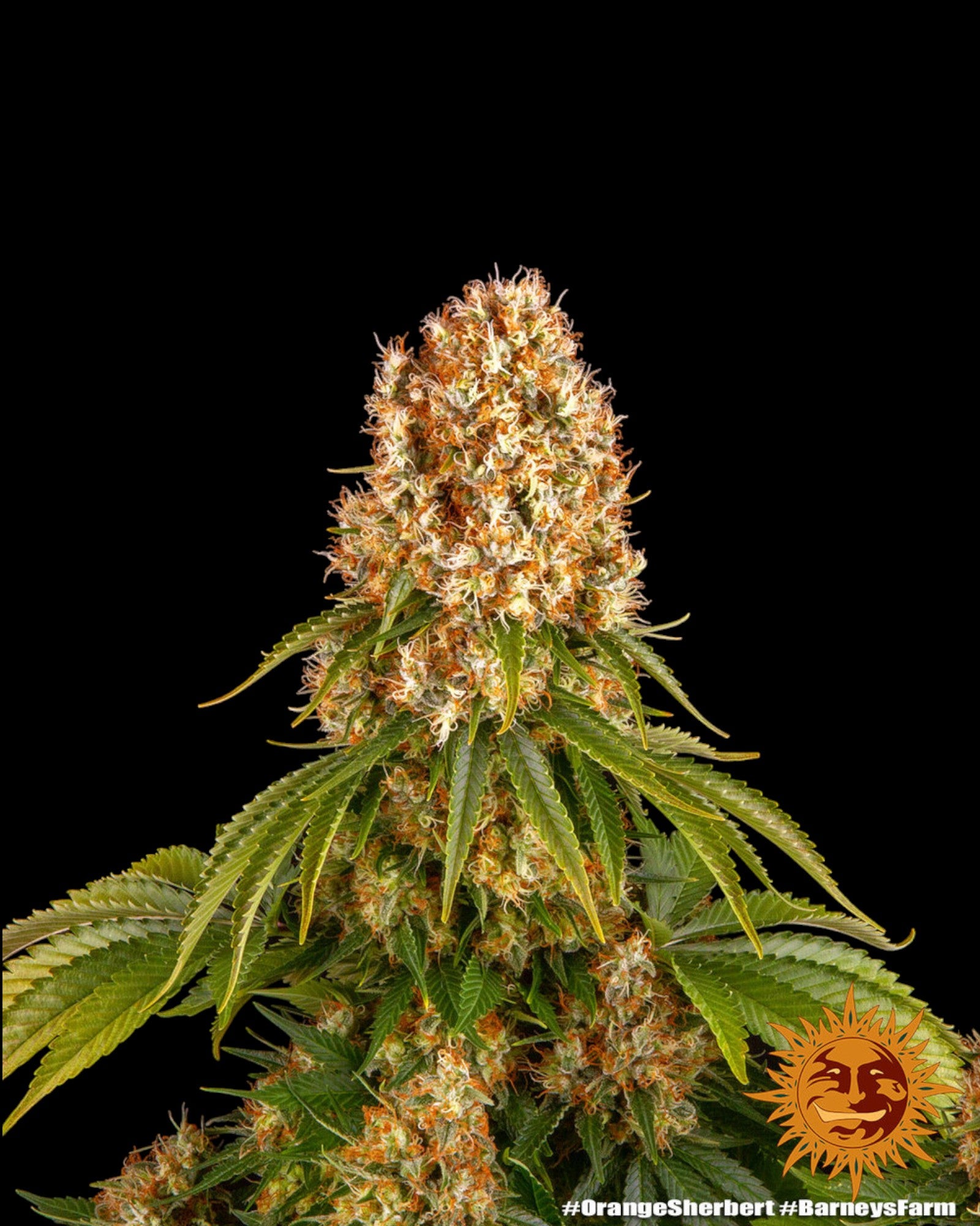 Orange Sherbert feminisierte Samen von Barney’s Farm