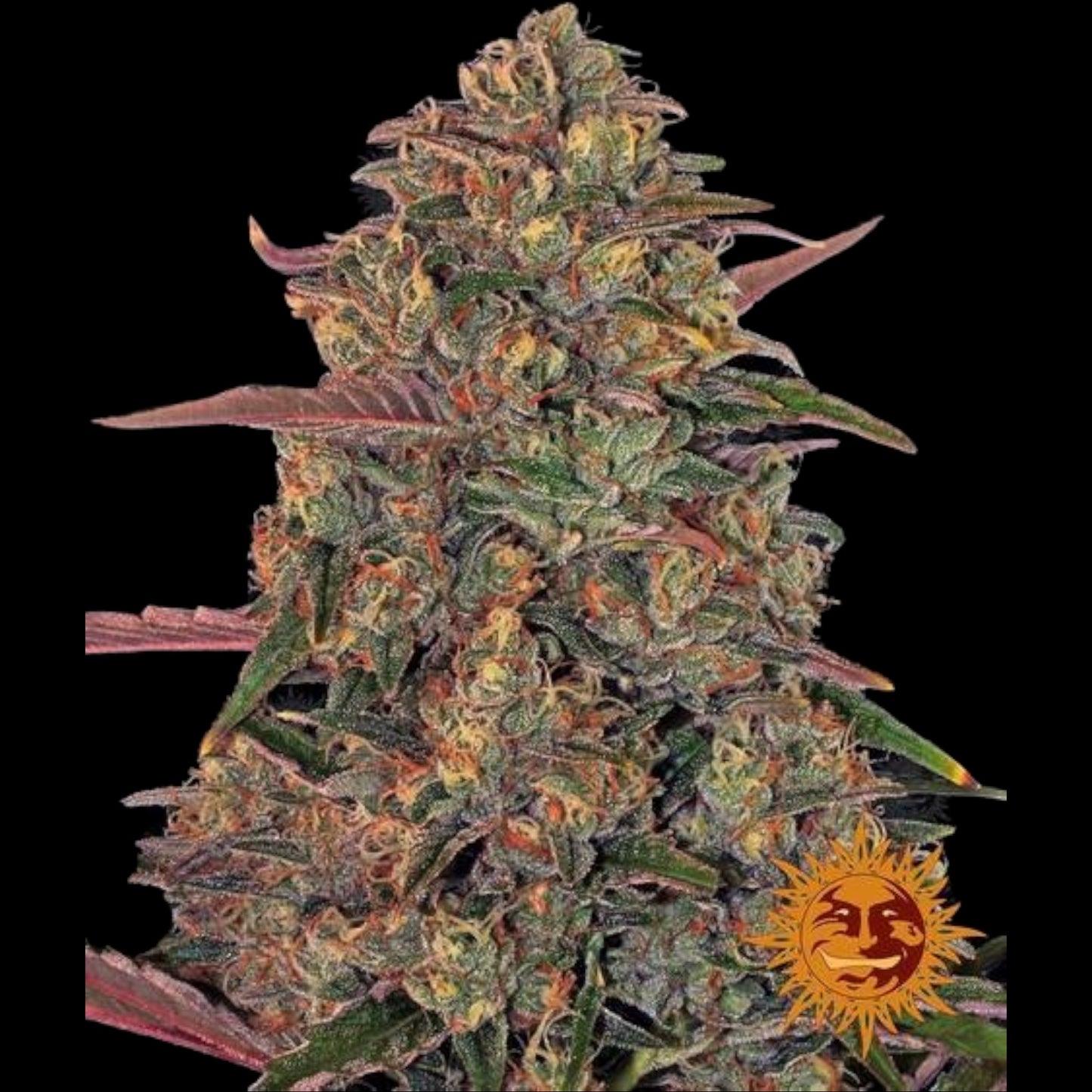 Barney’s Farm Pineapple Chunk feminisierte Cannabissamen im Detail