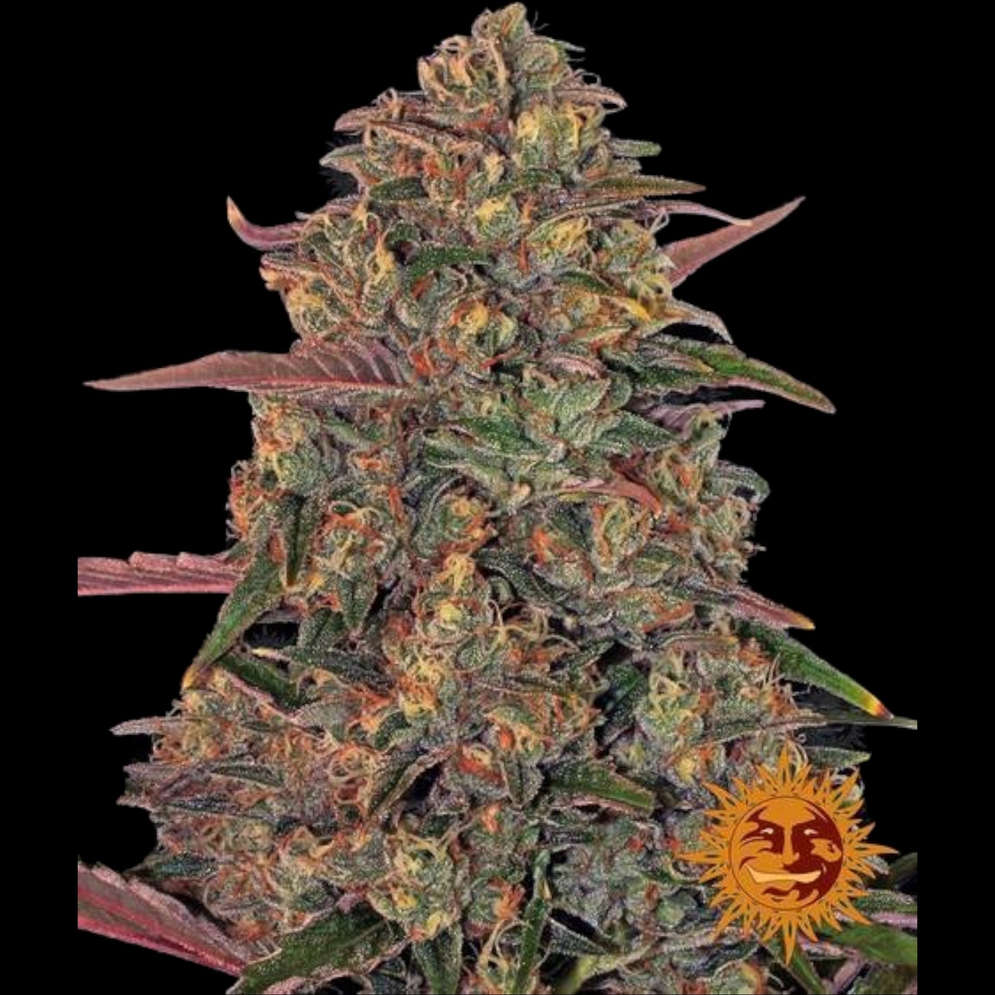 Barney’s Farm Pineapple Chunk feminisierte Cannabissamen im Detail