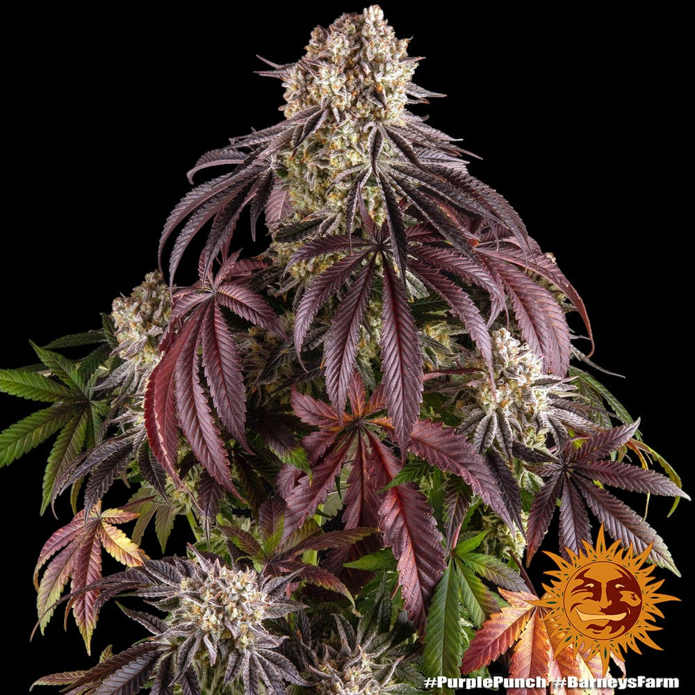 Barney’s Farm Purple Punch feminisierte Cannabissamen Nahaufnahme