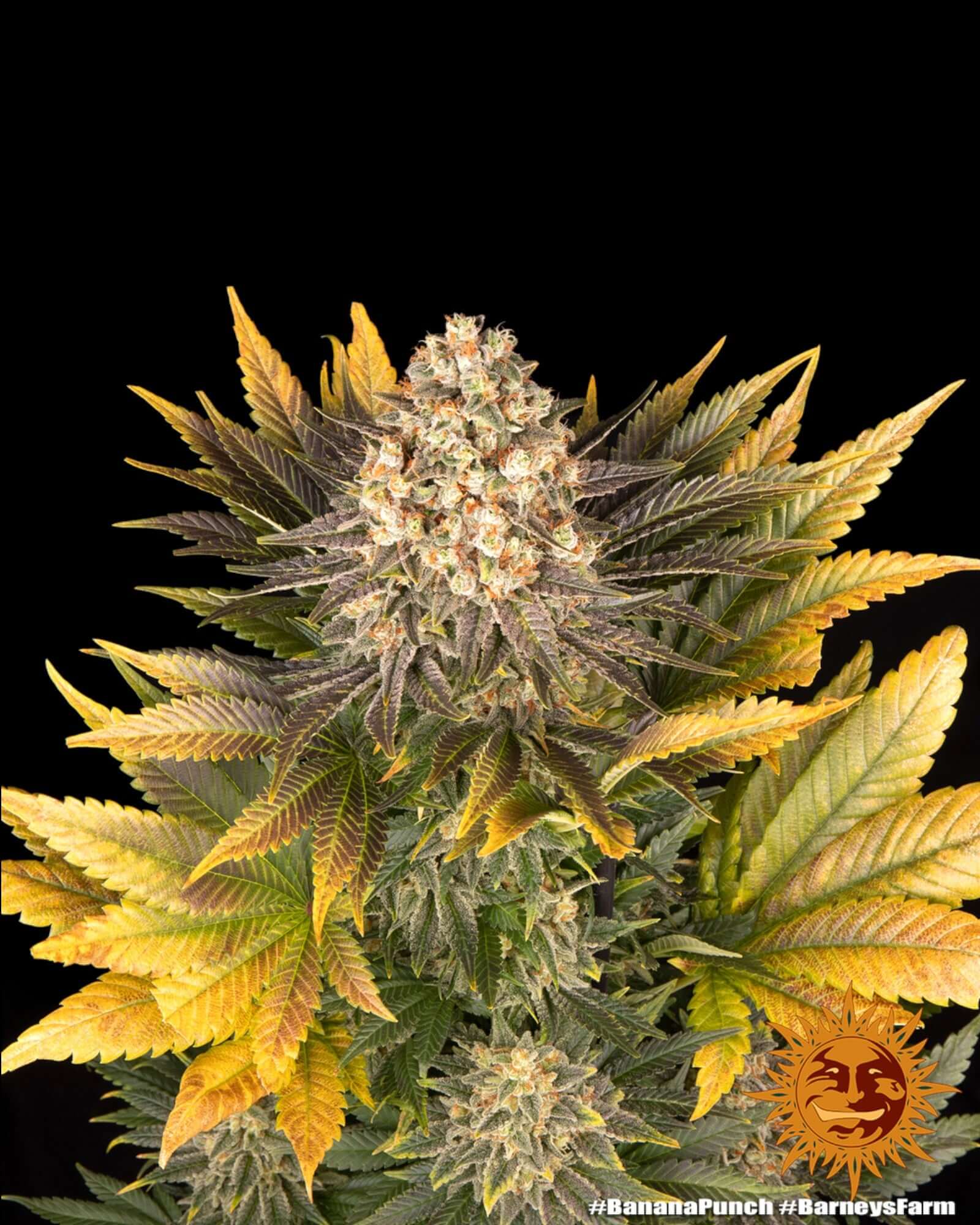 Barneys Farm Banana Punch feminisierte Cannabissamen