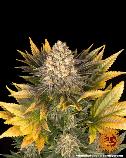 Barneys Farm Banana Punch feminisierte Cannabissamen