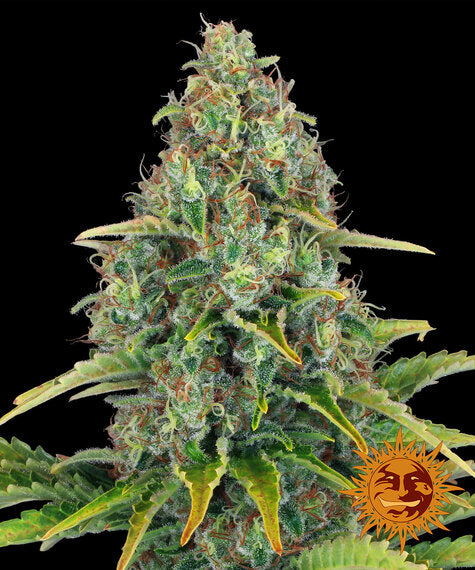 Barneys Farm Blue Cheese Autoflower mit kompakten Buds