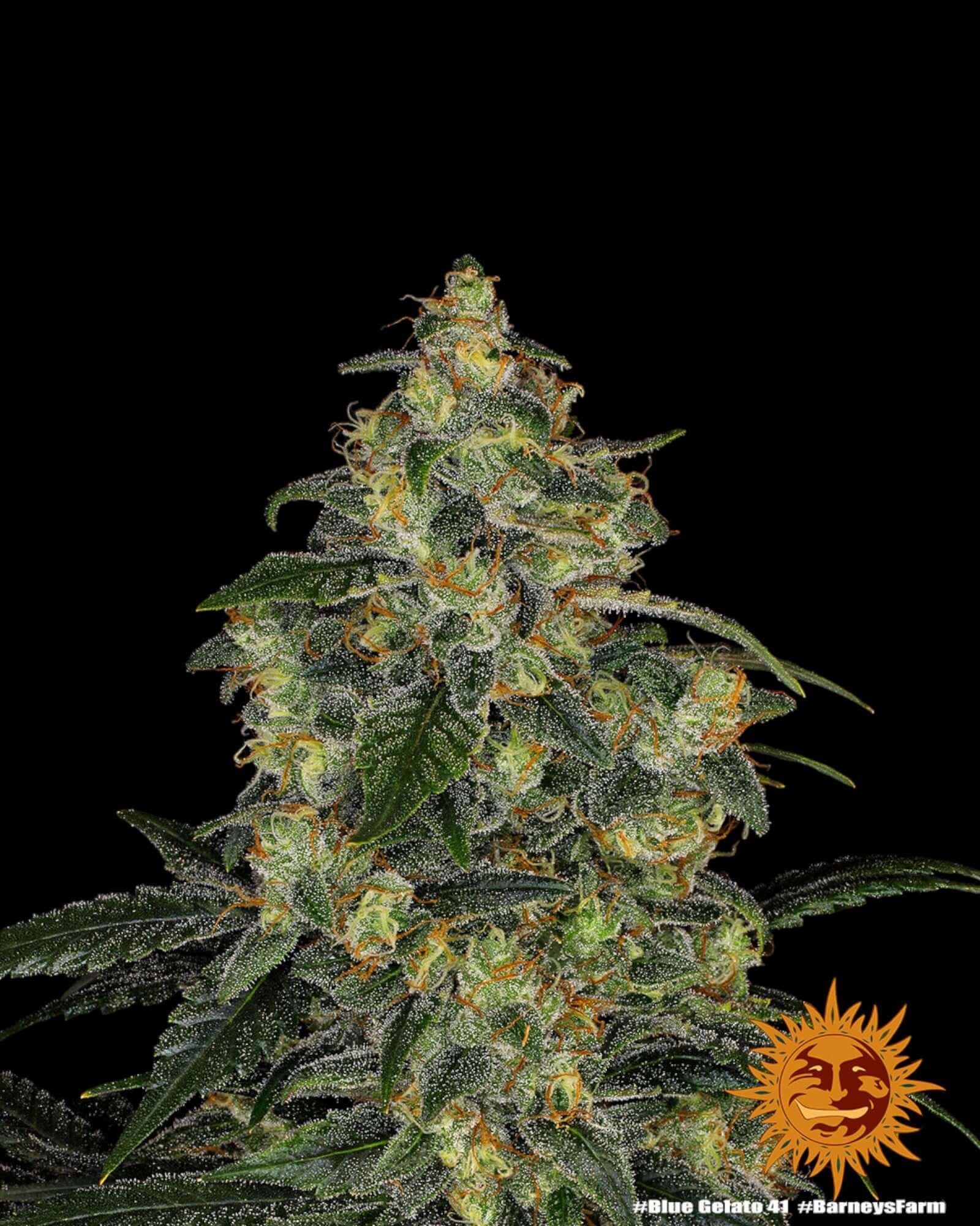Barneys Farm Blue Gelato 41 feminisierte Samen bei Pief-Leaf®