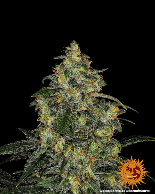 Barneys Farm Blue Gelato 41 feminisierte Samen bei Pief-Leaf®