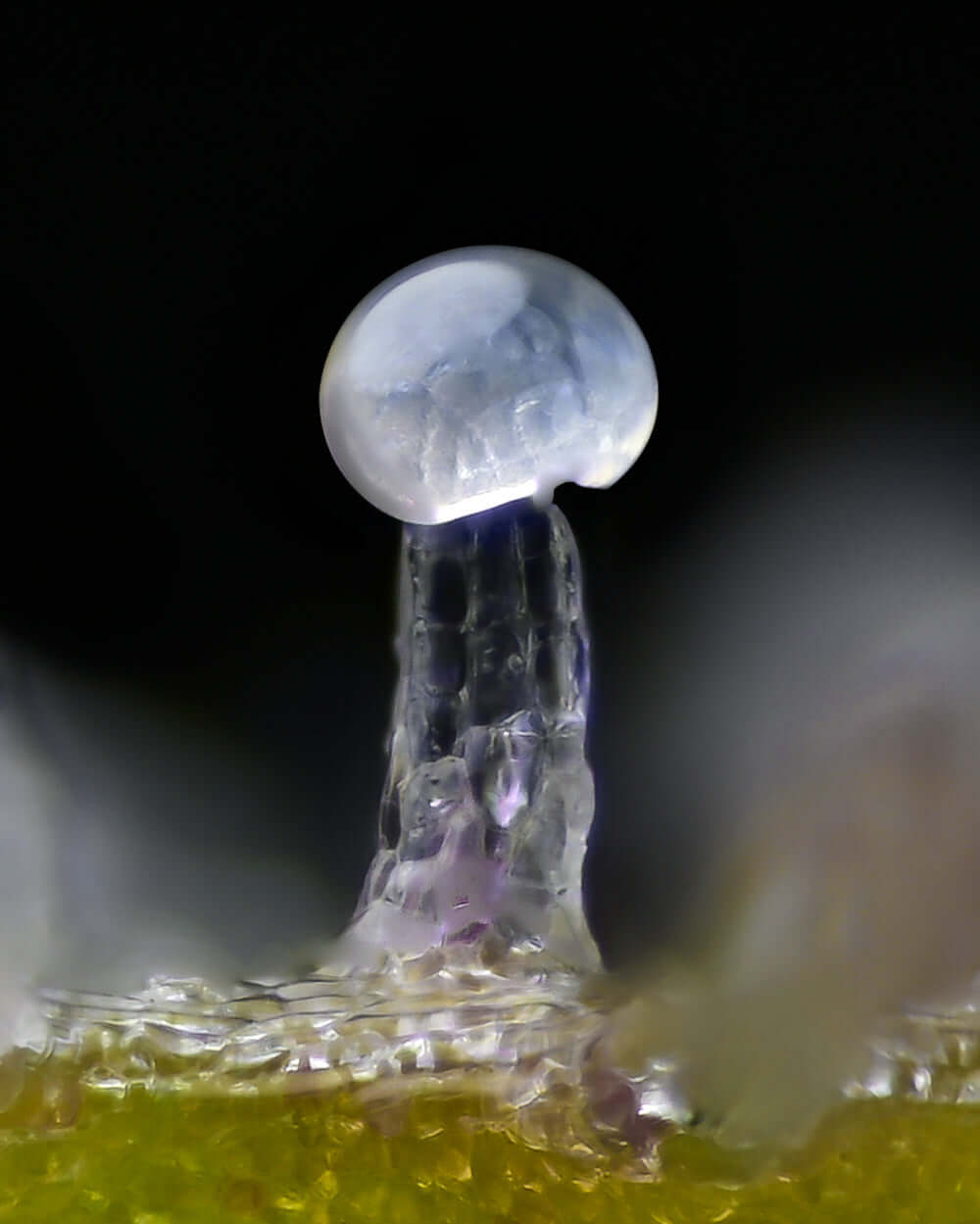 Bruce Banner Strain mit dichten Blüten