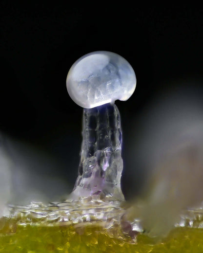 Bruce Banner Strain mit dichten Blüten