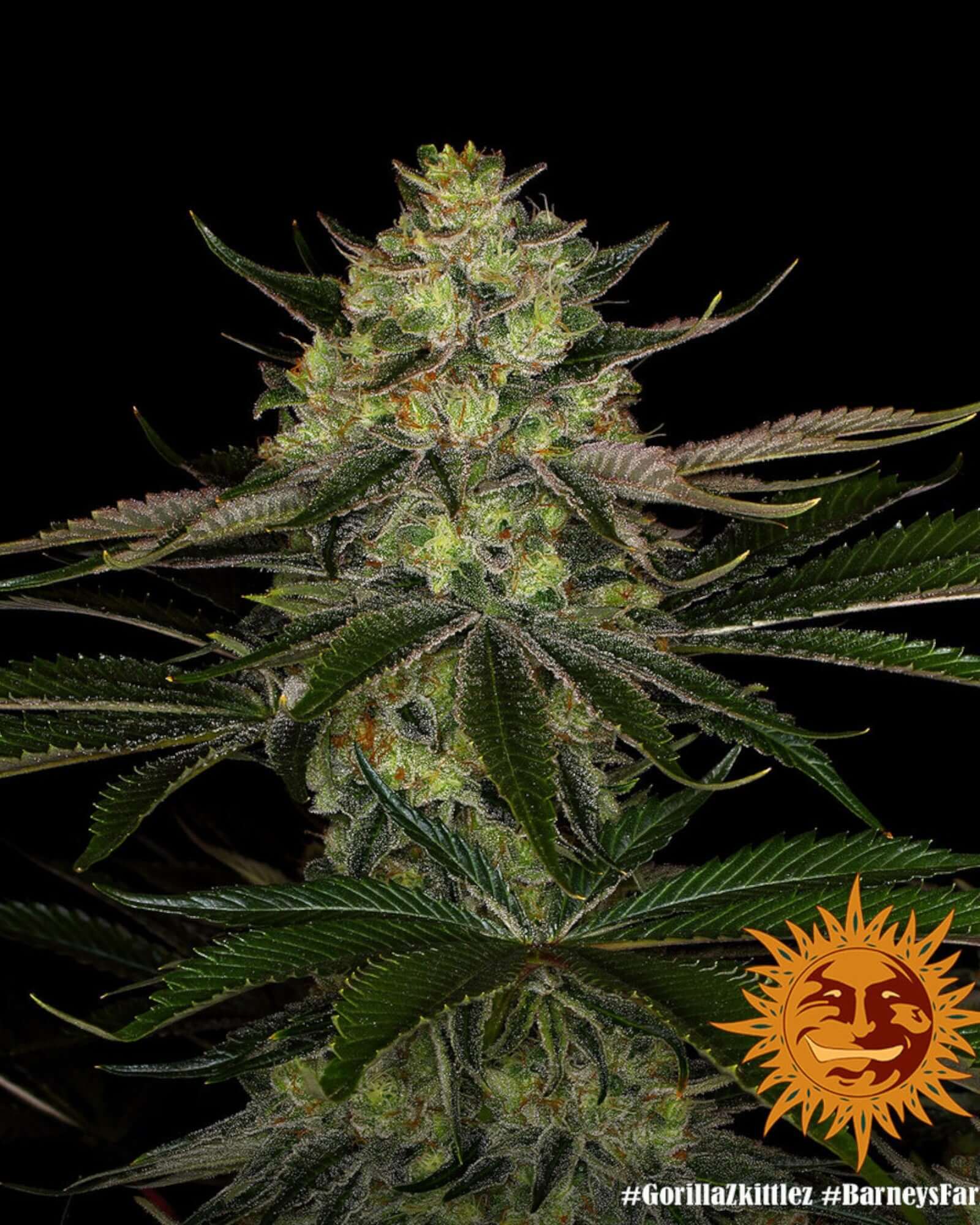 Barneys Farm Gorilla Zkittlez feminisierte Samen bei Pief-Leaf®