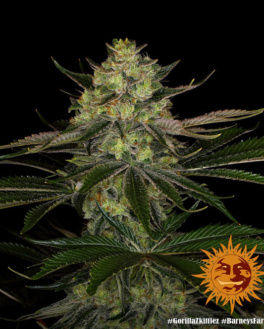 Barneys Farm Gorilla Zkittlez feminisierte Samen bei Pief-Leaf®