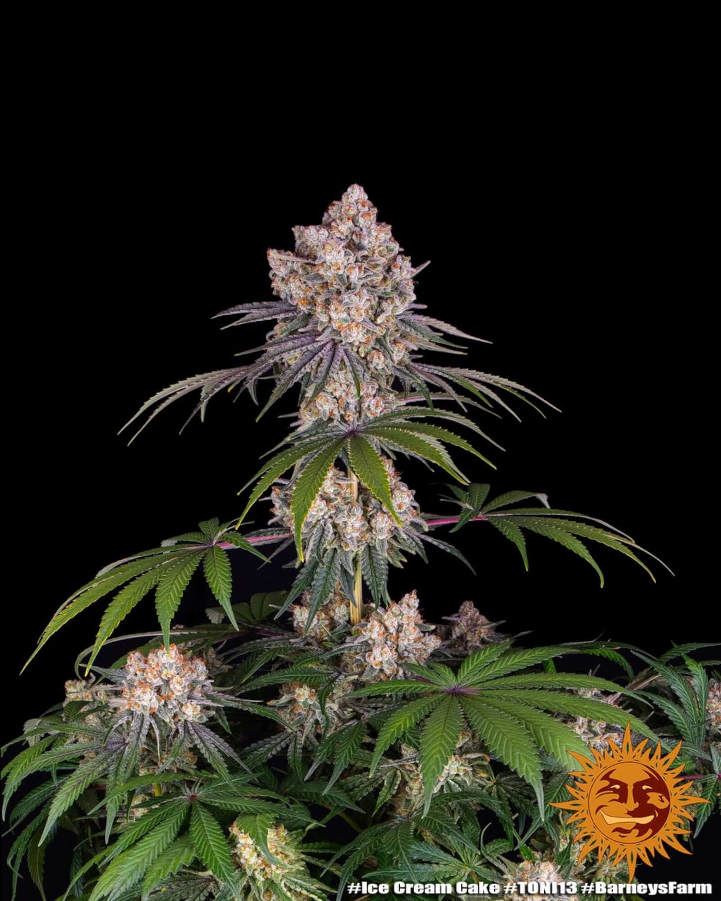 Ice Cream Cake Strain mit cremigem Aroma