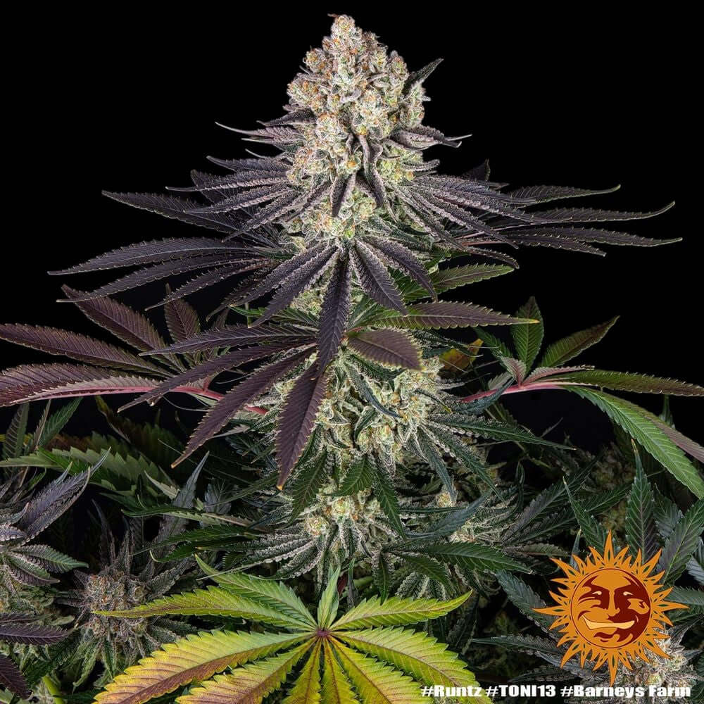 Barneys Farm Runtz feminisierte Cannabissamen