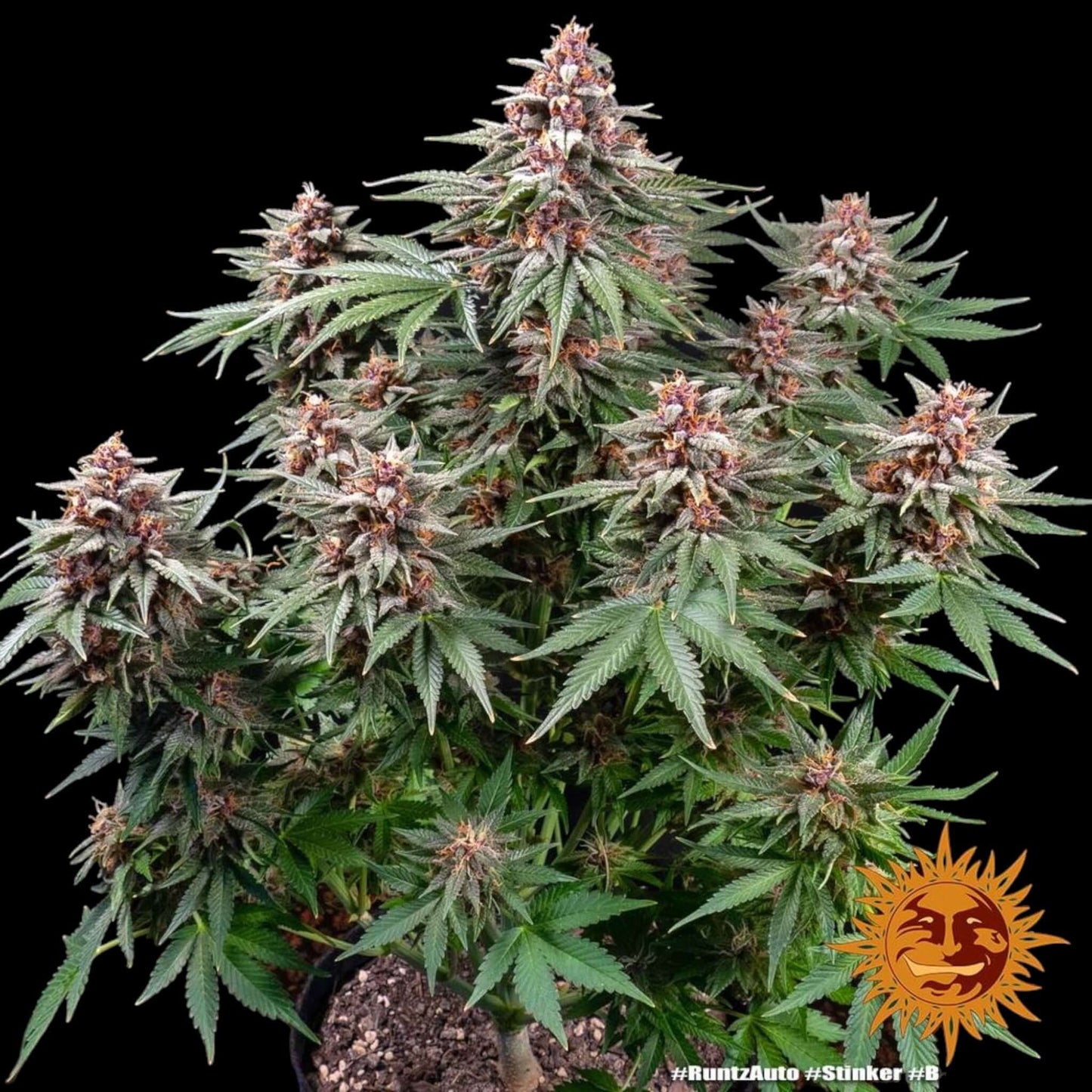 Barneys Farm Runtz Auto Samen bei Pief-Leaf®