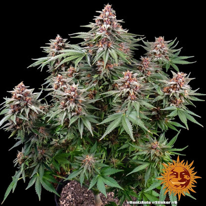 Barneys Farm Runtz Auto Samen bei Pief-Leaf®