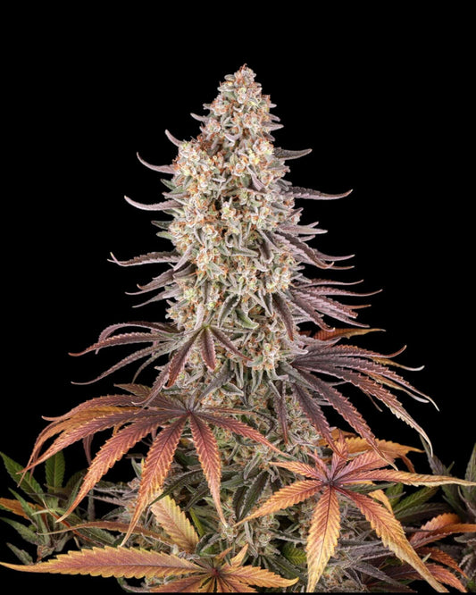 Barneys Farm Sour Strawberry feminisierte Samen bei Pief-Leaf®