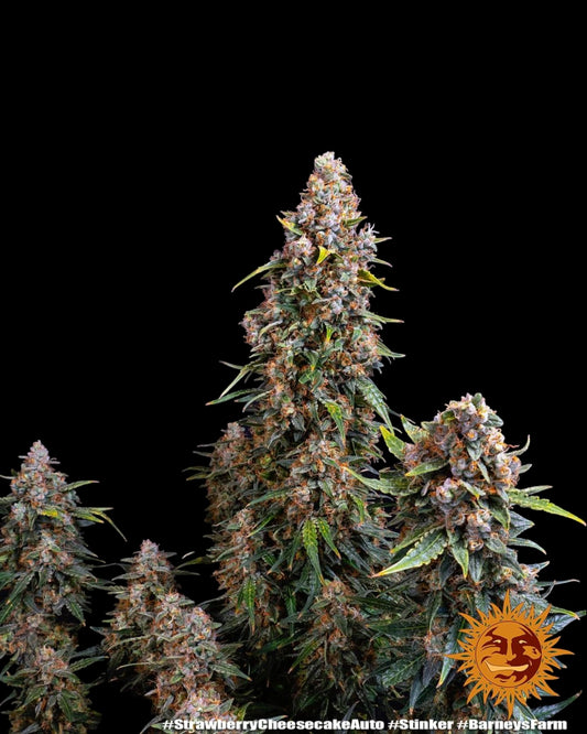 Barneys Farm Strawberry Cheesecake Auto feminisierte Samen bei Pief-Leaf®