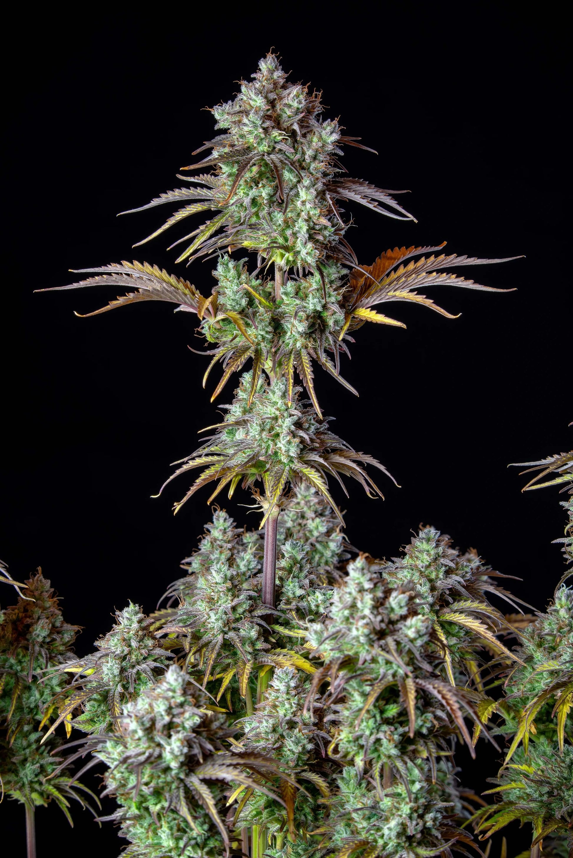 Big Bud Auto Strain mit fruchtig-blumigem Aroma