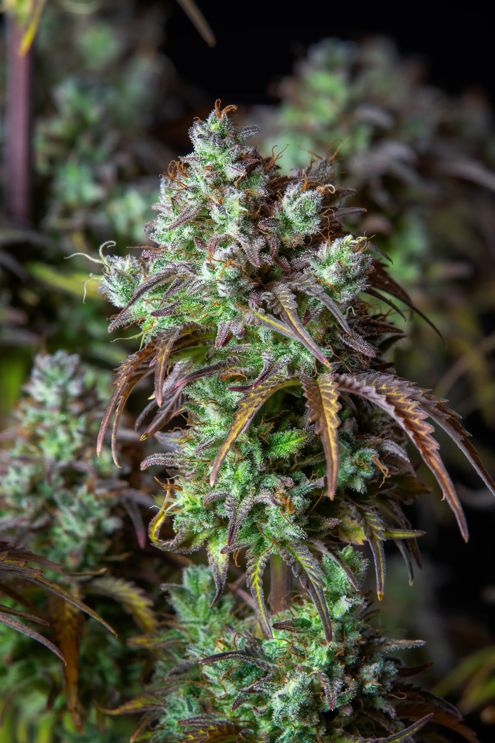 Big Bud Auto Pflanze mit massiven Blüten