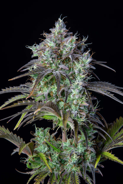 FastBuds Big Bud Autoflower Indoor-Grow