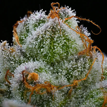 Barney’s Farm Blue Dream Blüte mit Harzschicht