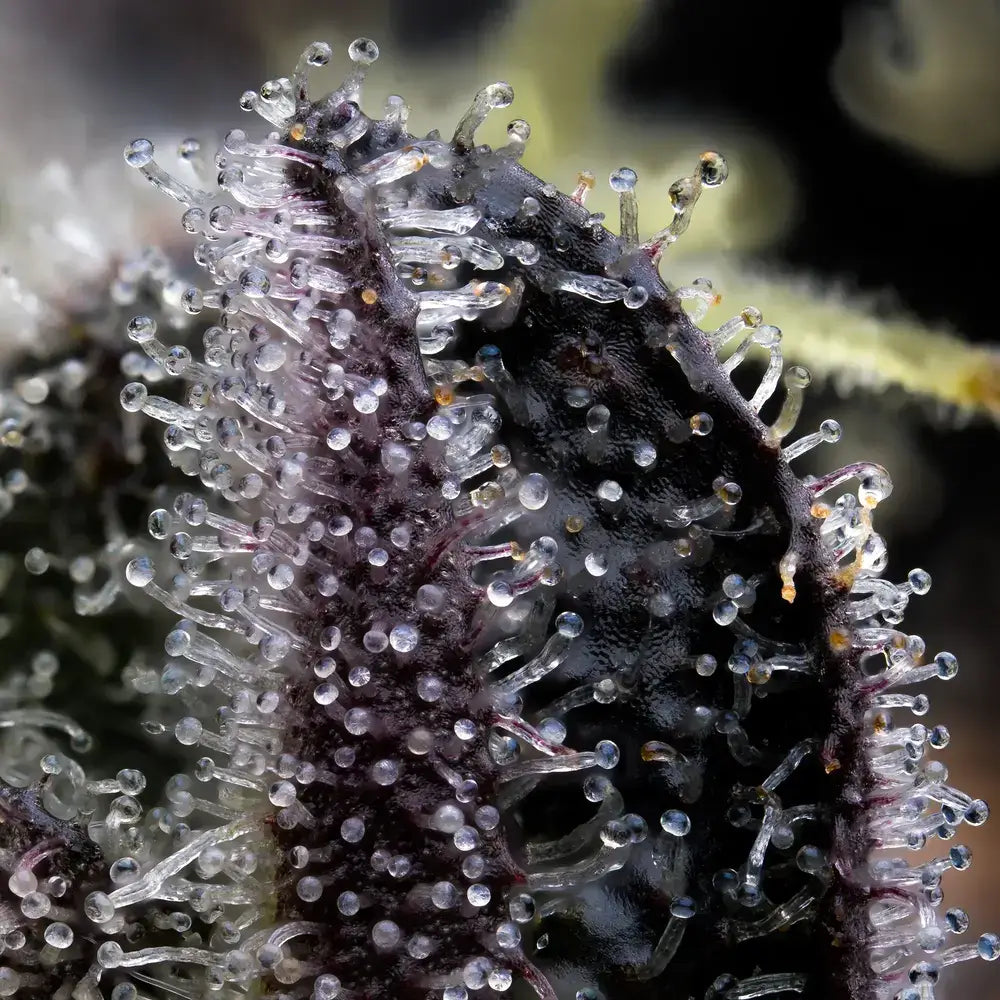 Blue Dream Pflanze mit violetten Akzenten