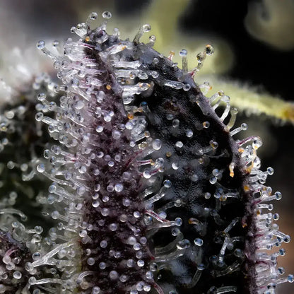 Blue Dream Pflanze mit violetten Akzenten