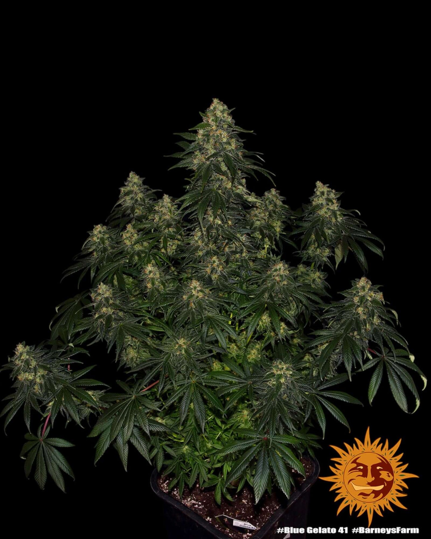 Blue Gelato 41 feminisierte Pflanze im Indoor-Grow