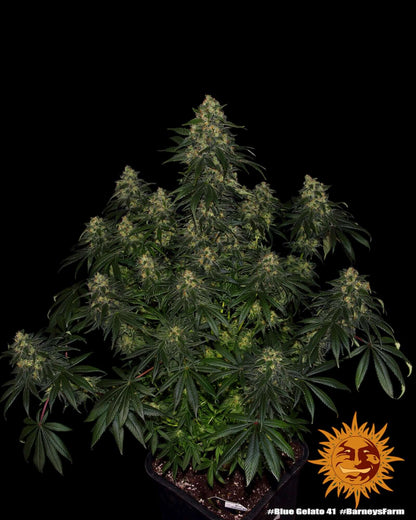 Blue Gelato 41 feminisierte Pflanze im Indoor-Grow