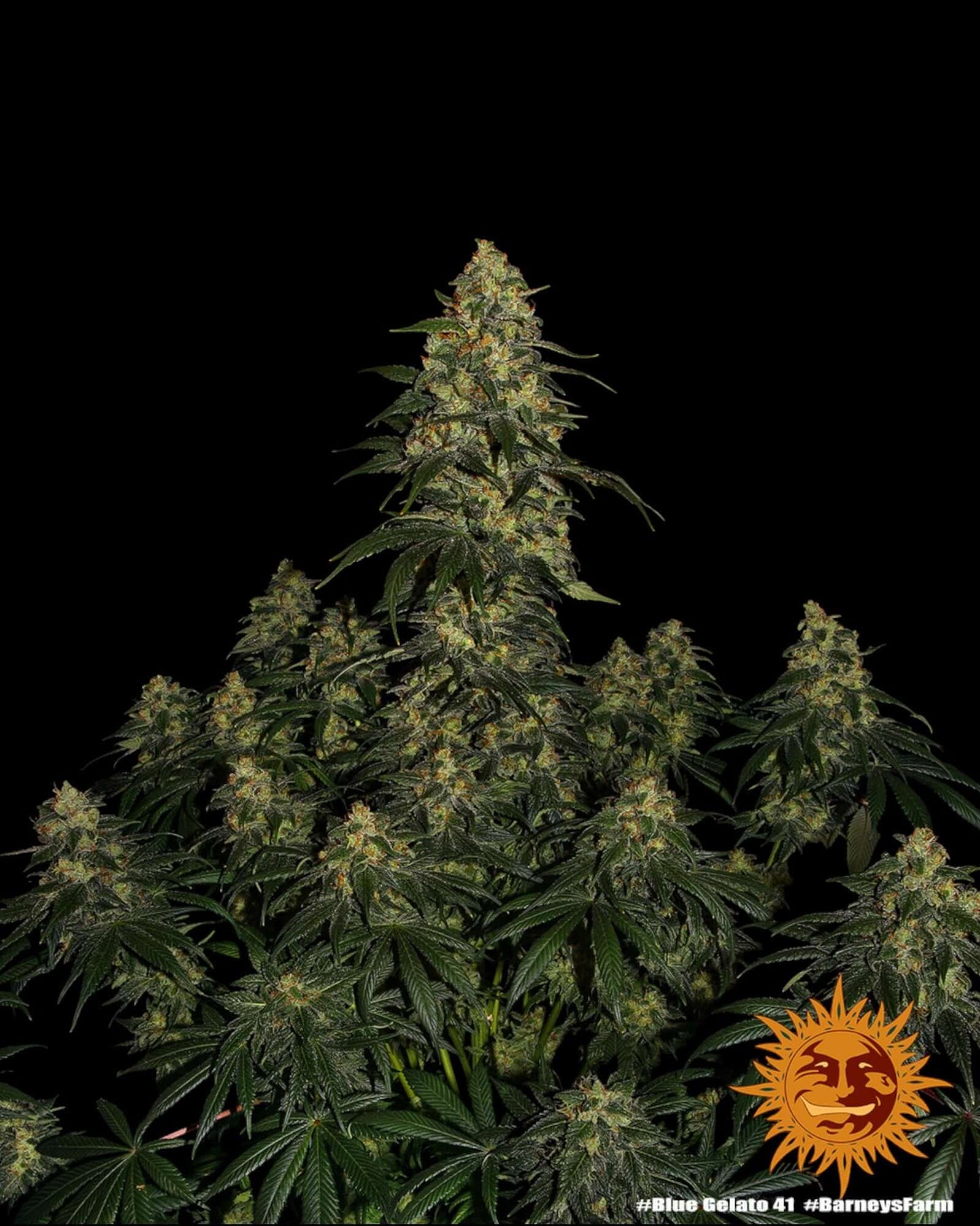 Blue Gelato 41 Strain mit fruchtig-frischem Aroma