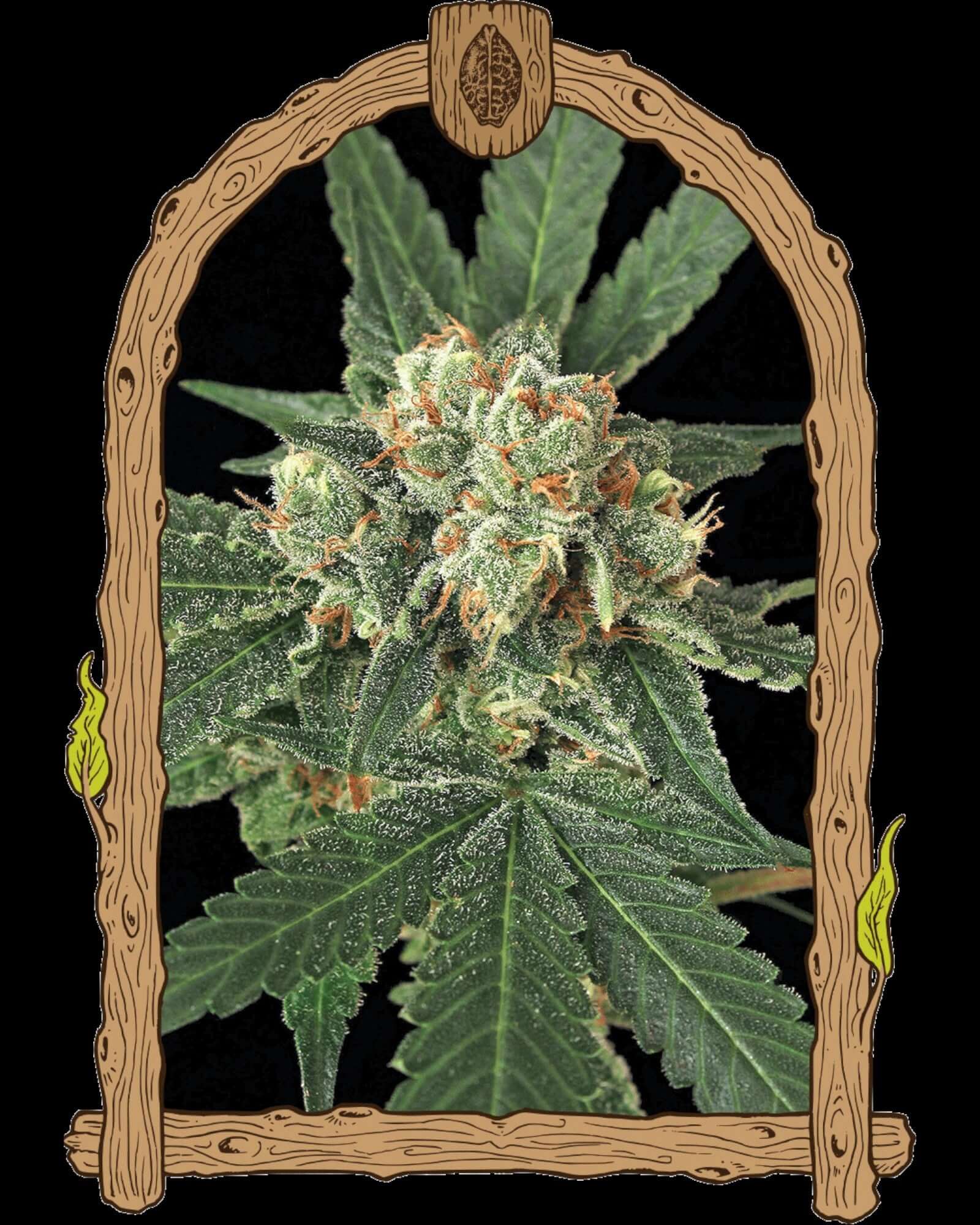 Blue Monkey feminisierte Samen von Exotic Seed