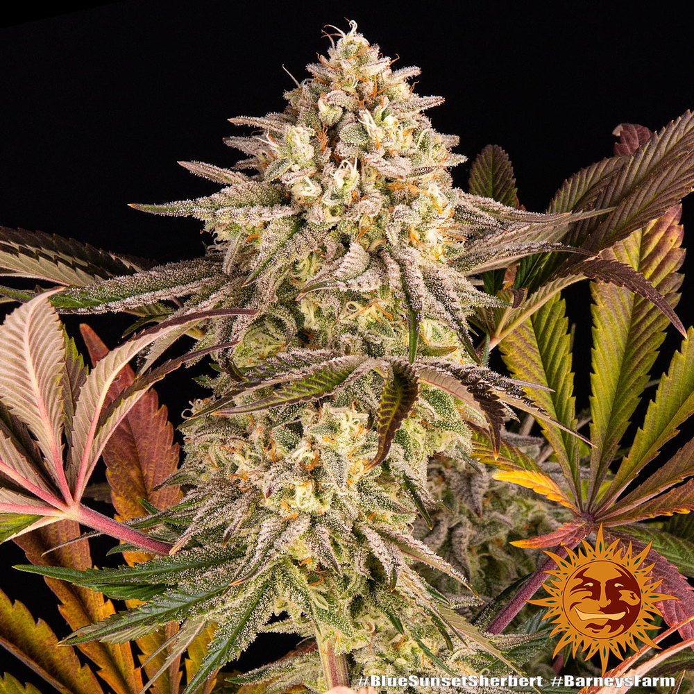 Blue Sunset Sherbet Buds von Barney’s Farm mit violetten Farbtönen