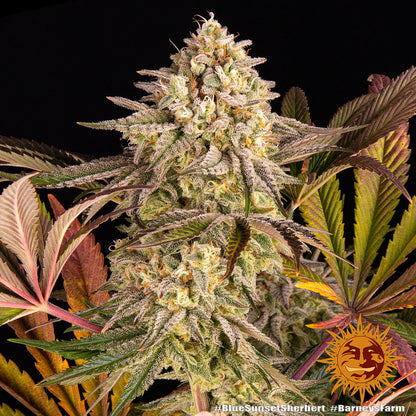 Blue Sunset Sherbet Buds von Barney’s Farm mit violetten Farbtönen