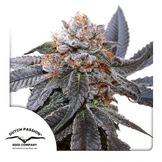 Blue Zushi® Feminisiert 3 Seeds mit Kush Mints x Zkittlez Genetik