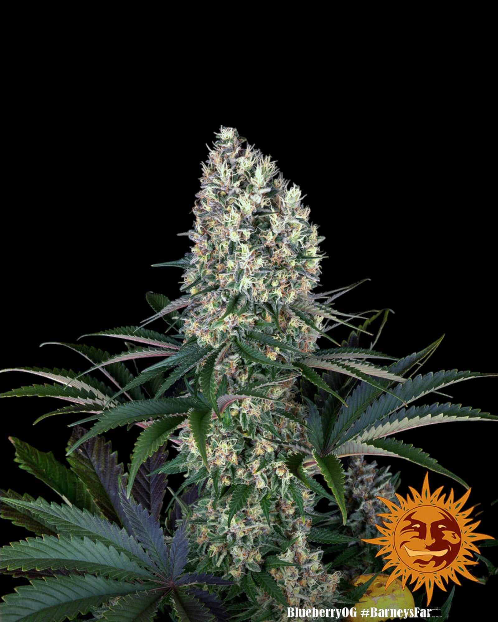 Blueberry OG Seeds feminisiert