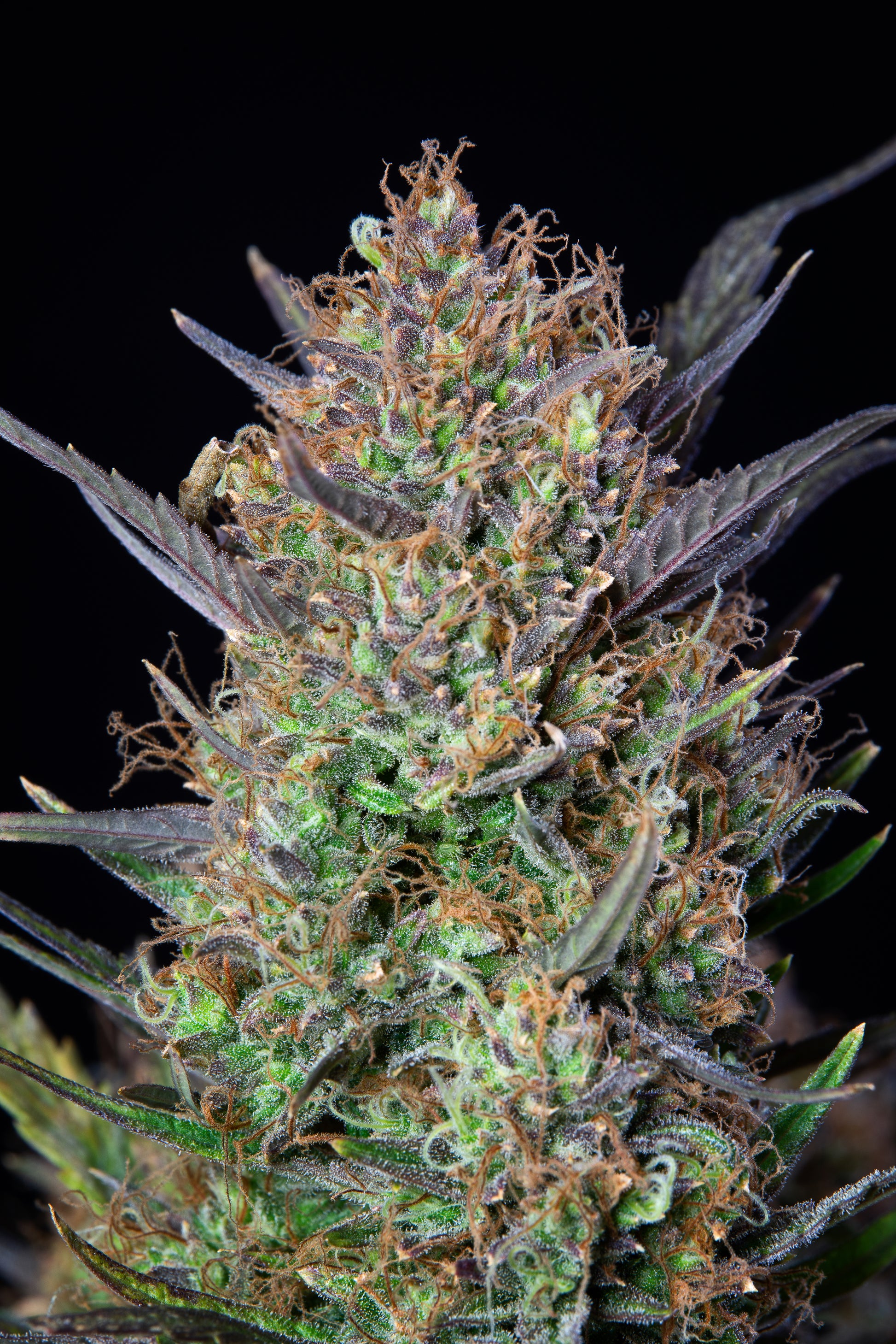 Bruce Banner Autoflower Blüte voller Harz