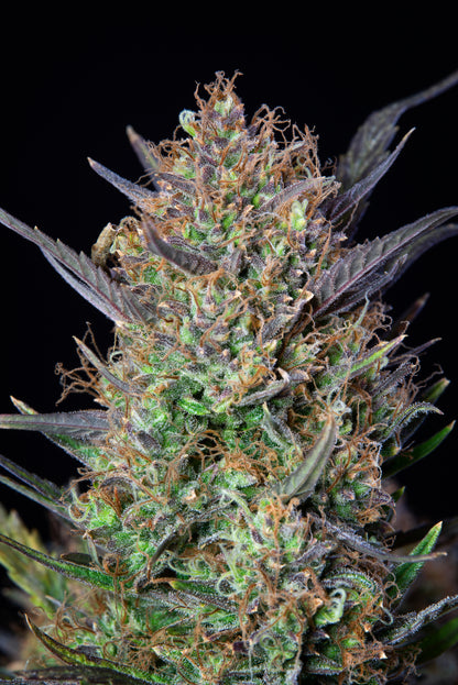 Bruce Banner Autoflower Blüte voller Harz